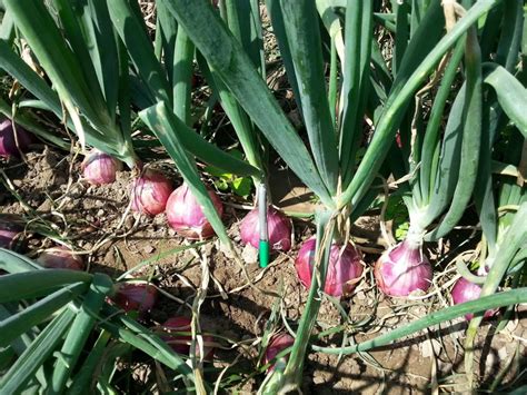 ¿Qué es hierba de cebolla silvestre y cómo se controla esta planta?